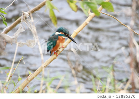 かわせみ 12885270