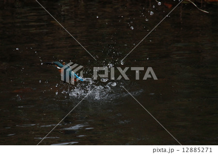 かわせみ 12885271