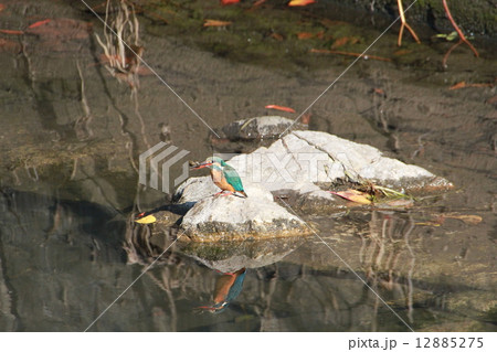 かわせみ 12885275