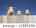 板塀から覗く親子羊 12885284