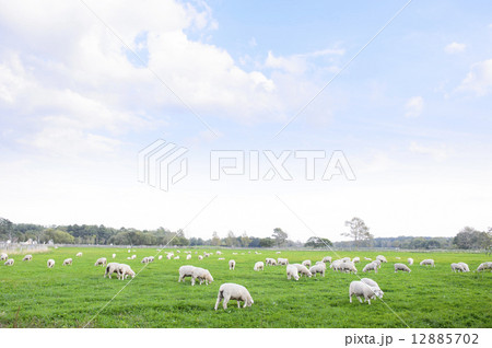 羊 12885702
