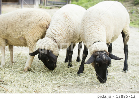 羊 12885712