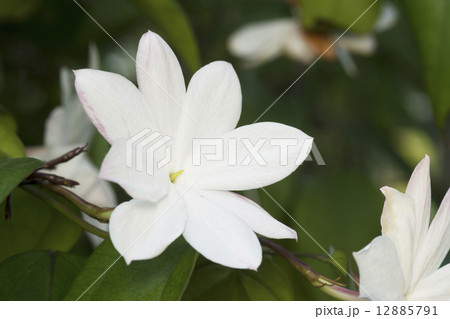 スタージャスミン 12885791
