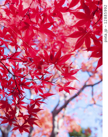 紅葉 紅葉 12885992