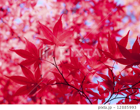 紅葉 12885993