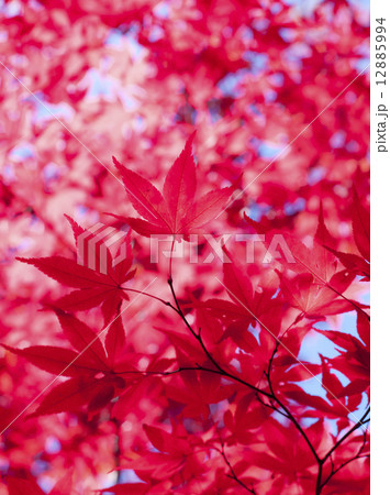 紅葉 12885994