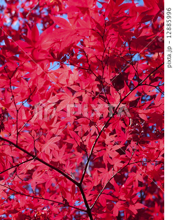 紅葉 12885996