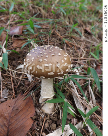 テングダケ 12886056