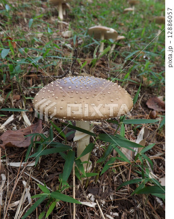 テングダケ 12886057