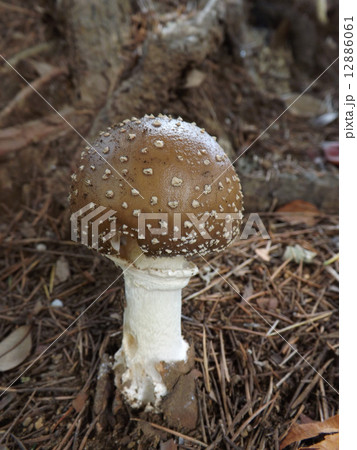 テングダケ 12886061