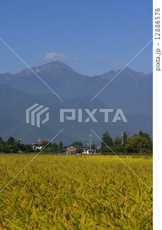 秋の稲穂　信州安曇野・北アルプス 12886576