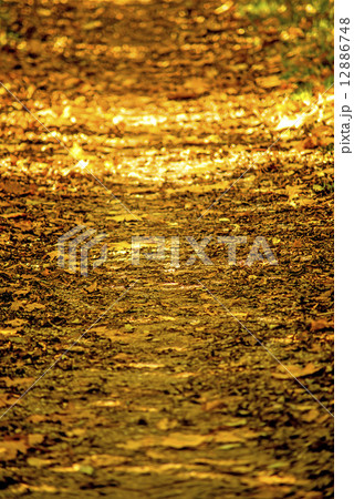 autumnal painted leaves in evening sun on a way 12886748