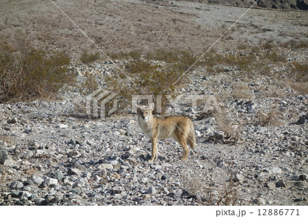 デスバレーのコヨーテ デスバレーのコヨーテ 12886771