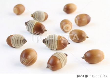 どんぐり どんぐり 12887035