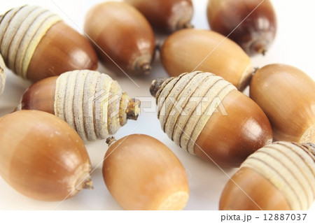 どんぐり 12887037