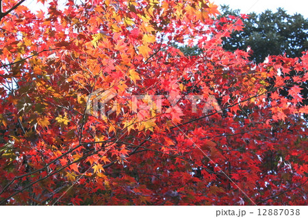 もみじ 12887038