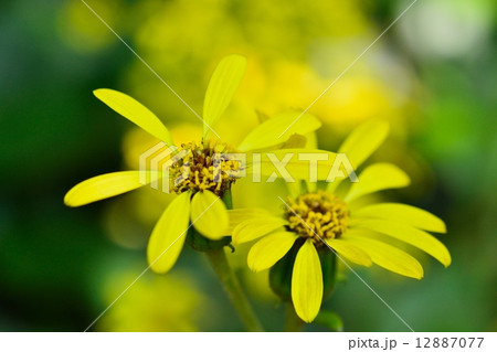 ツワブキ 12887077