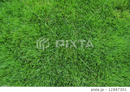 芝生 12887301