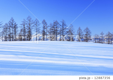北海道 美瑛町 雪原とカラマツ林 北海道 美瑛町 雪原とカラマツ林 12887356