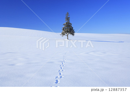 北海道　美瑛町　雪原と一本の木 12887357