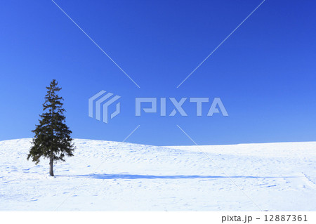 北海道　美瑛町　雪原と一本の木 12887361