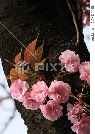 桜 12887486