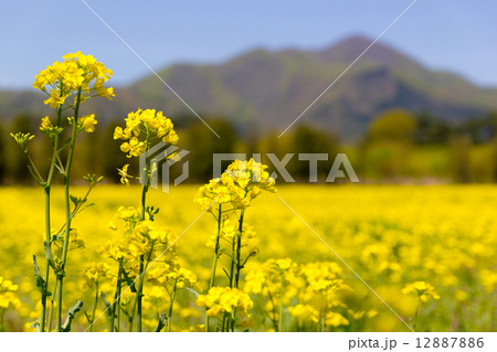 岩手県の菜の花畑 12887886