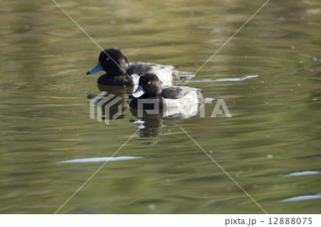 キンクロハジロ キンクロハジロ 12888075