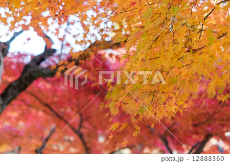 紅葉 12888360
