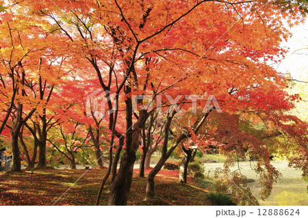 なからぎの池の紅葉 なからぎの池の紅葉 12888624