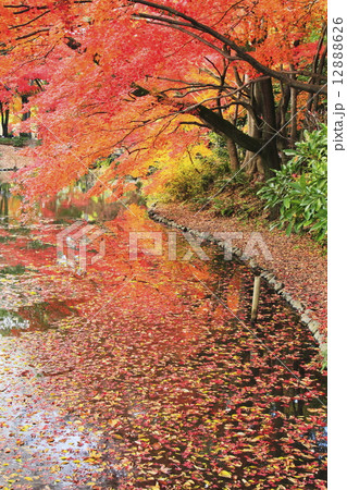 池のほとり 12888626