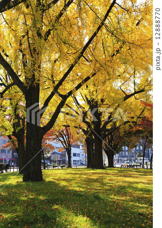 東本願寺前の緑地帯 東本願寺前の緑地帯 12888770