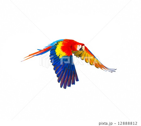 Colourful flying parrot isolated on white 12888812