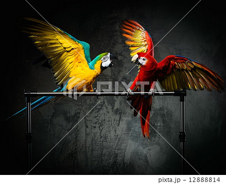 Two colourful parrots fighting 12888814