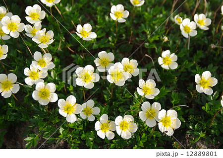 チングルマ 12889801