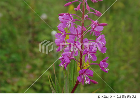 ヤナギラン ヤナギラン 12889802