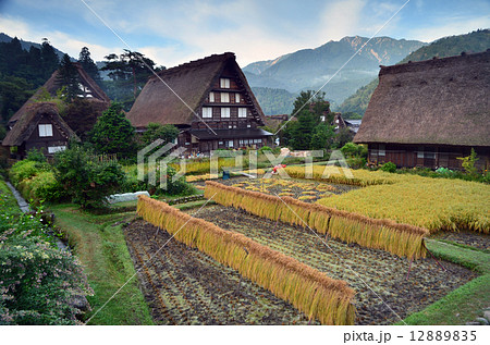 稲架干と合掌造り 12889835