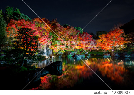 好古園　ライトアップ 12889988