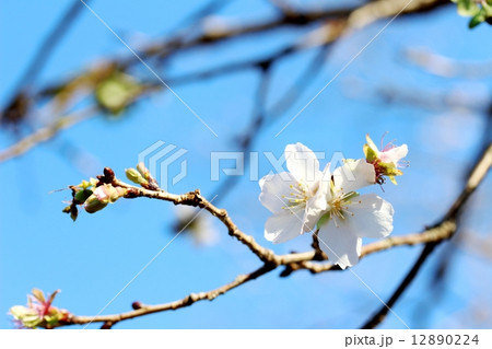 冬桜 冬桜 12890224