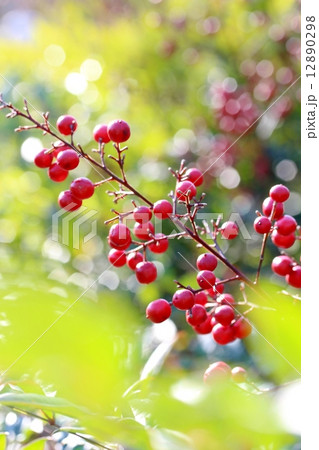 南天 南天 12890298