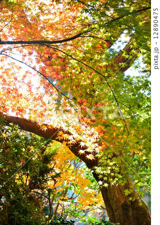 常寂光寺の紅葉 常寂光寺の紅葉 12890475