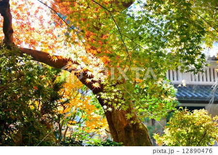 常寂光寺の紅葉 常寂光寺の紅葉 12890476