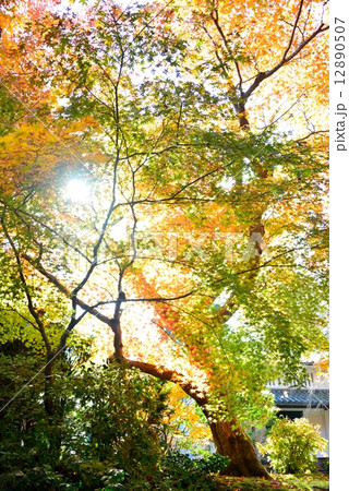 常寂光寺の紅葉 12890507