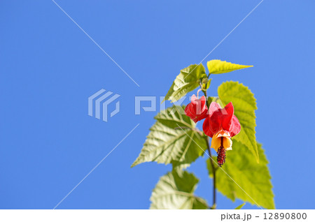 ウキツリボク（浮釣木） 12890800