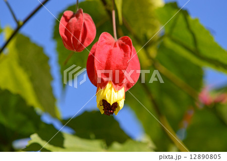 ウキツリボク(浮釣木) ウキツリボク(浮釣木) 12890805