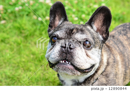 なぁに！？ 12890844