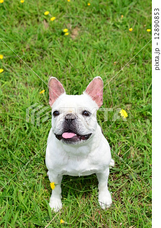 なぁに！？ 12890853