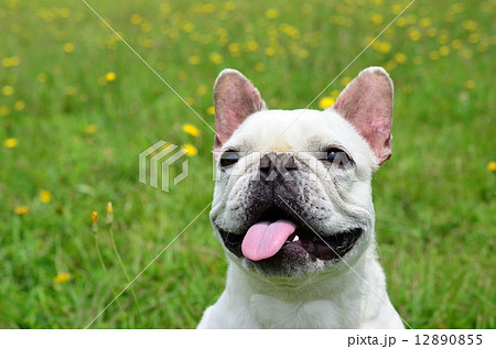 早くちょ～だい♪ 12890855