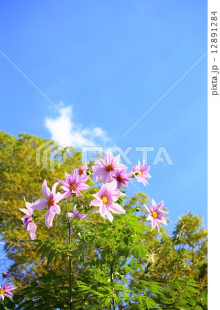 皇帝ダリア 縦 皇帝ダリア 縦 12891284