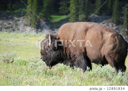 野生のバッファロー 12891834